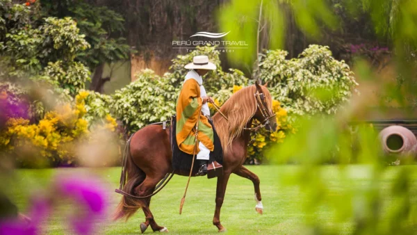 Chalán montando un Caballo Peruano de Paso en una exhibición cultural, mostrando su andar elegante en un jardín verde