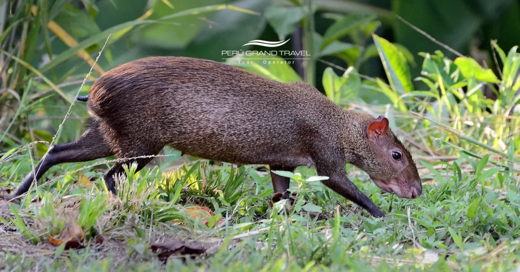 Día Mundial de la Vida Silvestre en Perú: cómo celebrarlo y dónde ver la fauna más icónica del país 2 Dia Mundial da Vida Selvagem no Peru – close-up de um mamífero da floresta amazônica caminhando entre vegetação verde em seu habitat natural