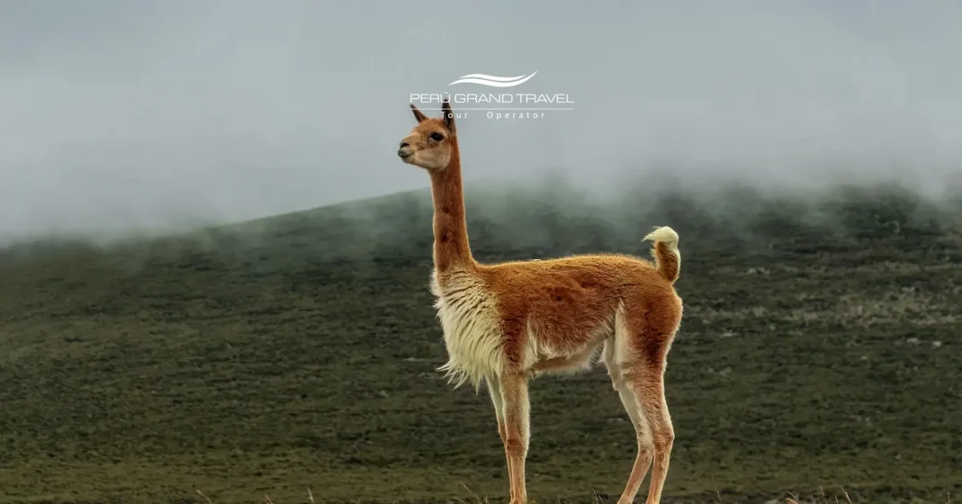 Día Mundial de la Vida Silvestre en Perú: cómo celebrarlo y dónde ver la fauna más icónica del país 1 Día Mundial de la Vida Silvestre en Perú – vicuña silvestre en los Andes peruanos, símbolo de la fauna de altura y los ecosistemas andinos.