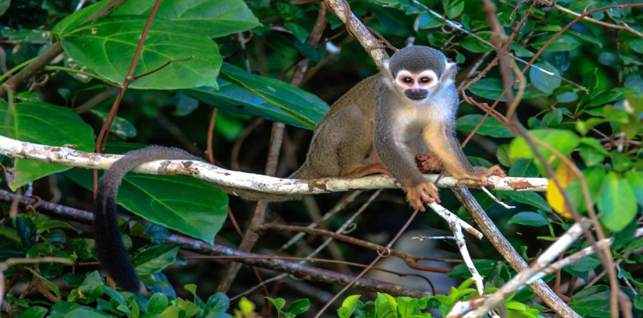 La isla de los monos reserva nacional de Tambopata