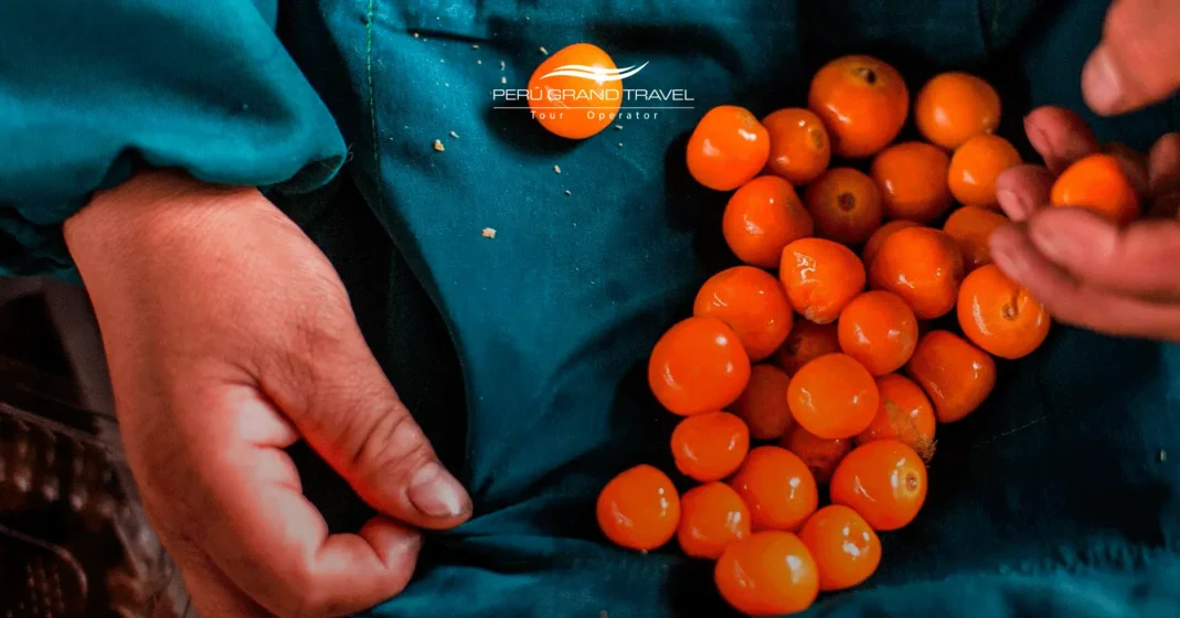 Tours gastronómicos en Cusco