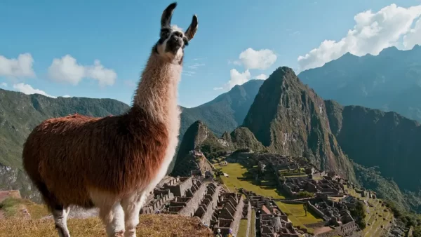 Una Alpaca posando para la fotografía, al fondo Machu Picchu, alrededor de grandes montañas y los espacios arqueológicos en la parte baja.