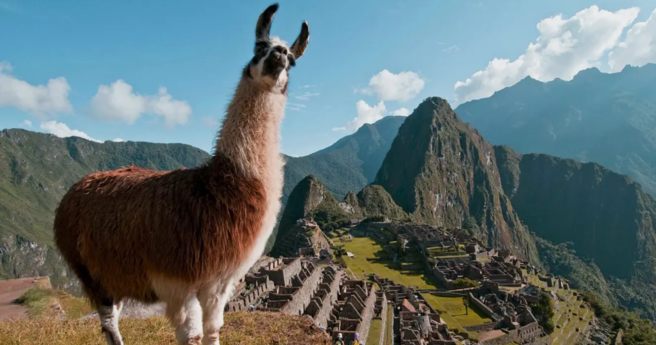 Lugares Turísticos Cerca de Machu Picchu: Maravillas de los Andes 9 Una Alpaca posando para la fotografía, al fondo Machu Picchu, alrededor de grandes montañas y los espacios arqueológicos en la parte baja.