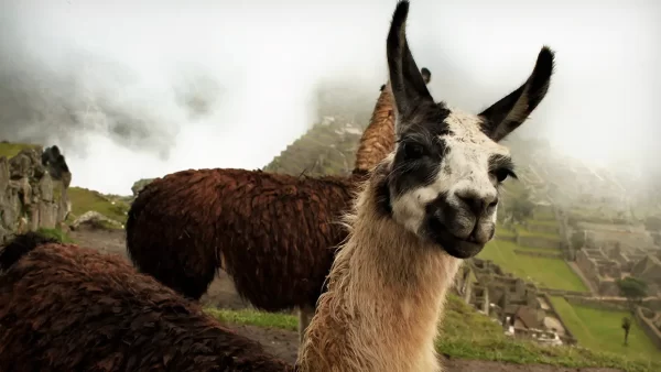 animales de peru