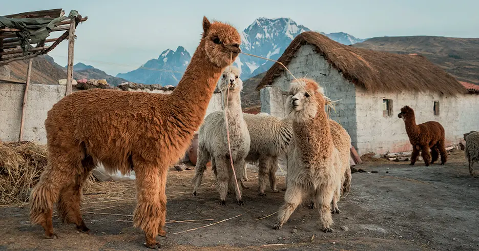 Animales del Perú que Podrás Conocer en Tu Próximo Viaje 1 animales del peru, alpacas y llamas
