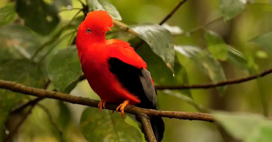 Animales del Perú que Podrás Conocer en Tu Próximo Viaje 3 animales del peru: gallito de las rocas, rupicola peruvianus