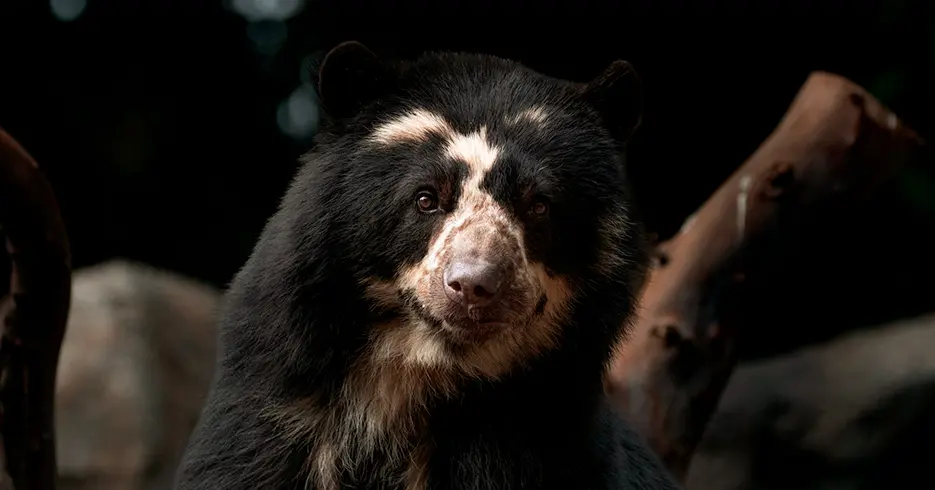 Animales del Perú que Podrás Conocer en Tu Próximo Viaje 4 animales del peru: oso andino, oso de anteojos