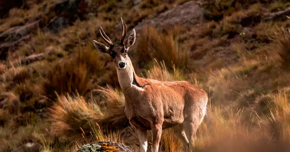 Animales del Perú que Podrás Conocer en Tu Próximo Viaje 8 animales del peru: Taruca o conocido como venado andino
