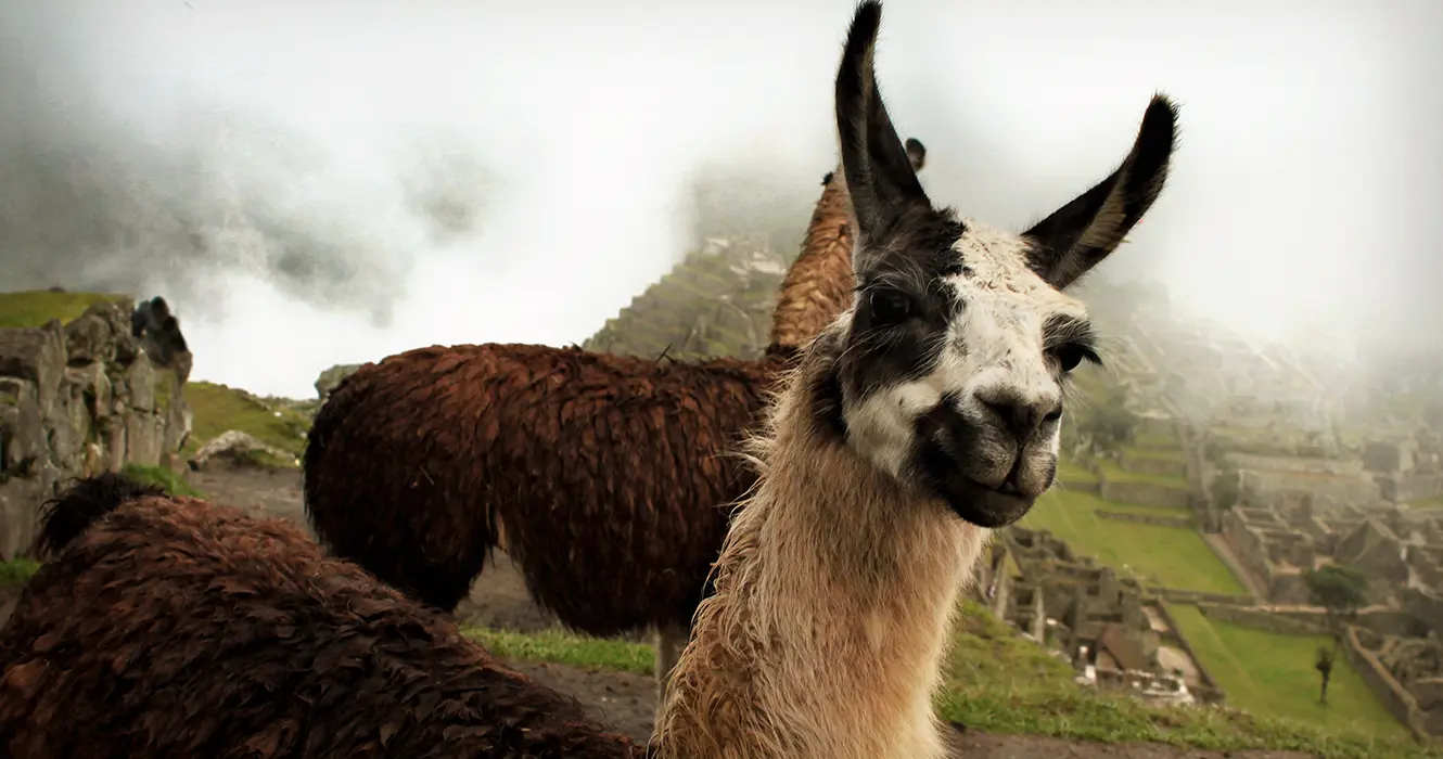 animales de peru