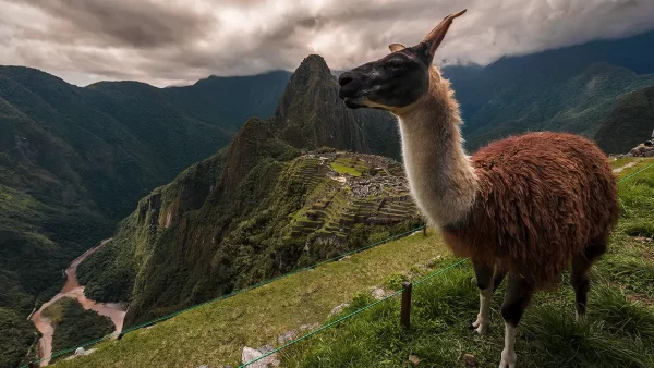 una llama en el santuario historico de machu picchu con foto panoramica
