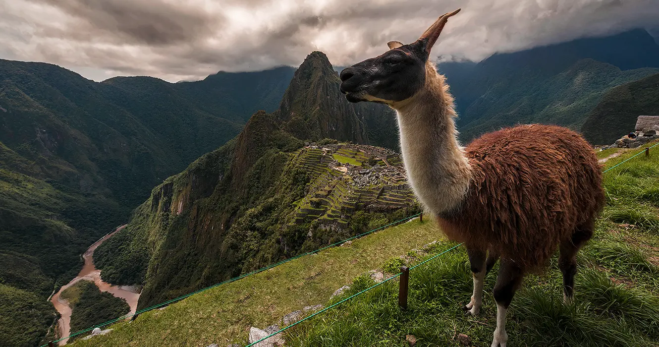 una llama en el santuario historico de machu picchu con foto panoramica