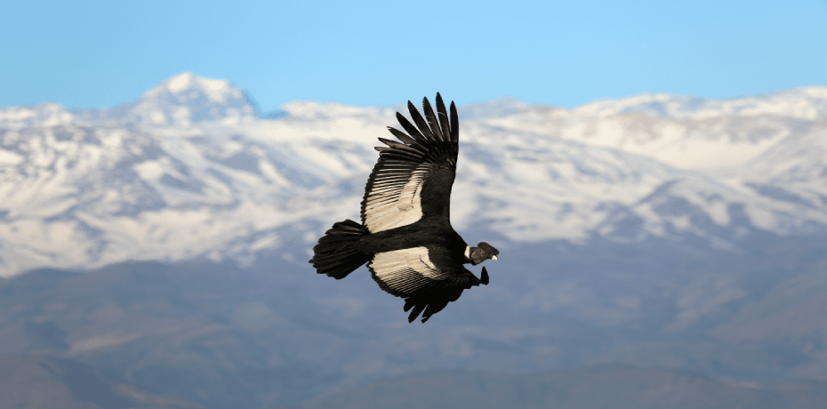 Observación de Aves en Machu Picchu: Descubre la Belleza Natural de los Andes 2 cóndor-andino-cusco