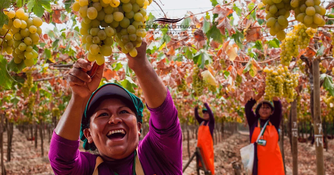 cuando se cosechan las uvas en Peru, Festival Internacional de la Vendimia de Ica
