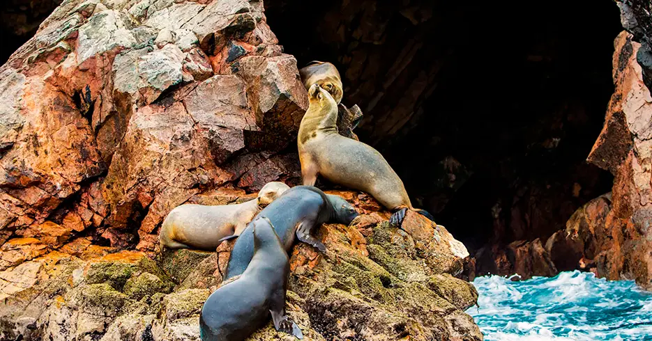 fauna marina en el tour islas ballestas peru