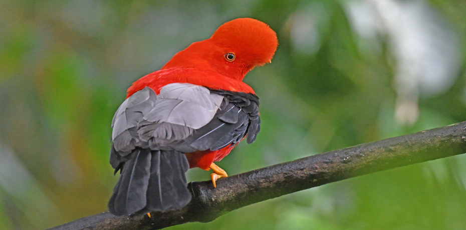 Observación de Aves en Machu Picchu: Descubre la Belleza Natural de los Andes 3 gallito-de-las-rocas-peru