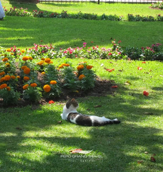 Conoce a los simpáticos gatos del Parque Kennedy, el corazón de Miraflores. Un rincón lleno de encanto, vida e historias.