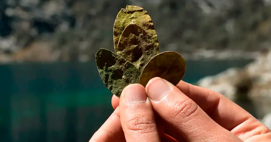 ¿Vas a la Laguna Humantay? Prepárate con estos tips 5 hoja de coca en la laguna humantay para el mal de altura