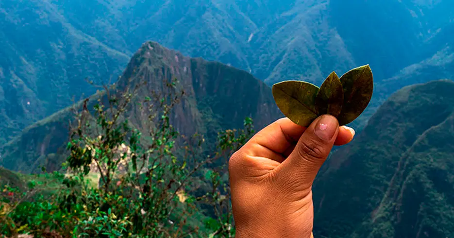 El Té de Coca: Tu Solución Natural al Mal de Altura en Perú 4 hojas de coca con vista de la montaña machu picchu