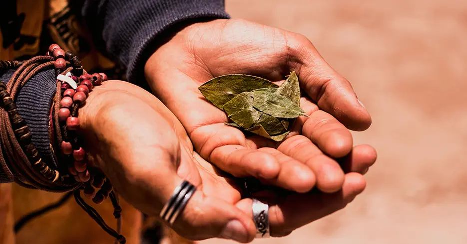 El Té de Coca: Tu Solución Natural al Mal de Altura en Perú 3 vista de las hojas de coca secas para te o para comerlas