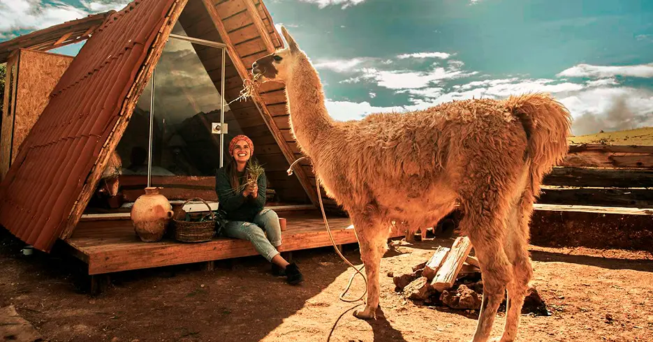 hotel de cusco, mountain view alimentando a una llama