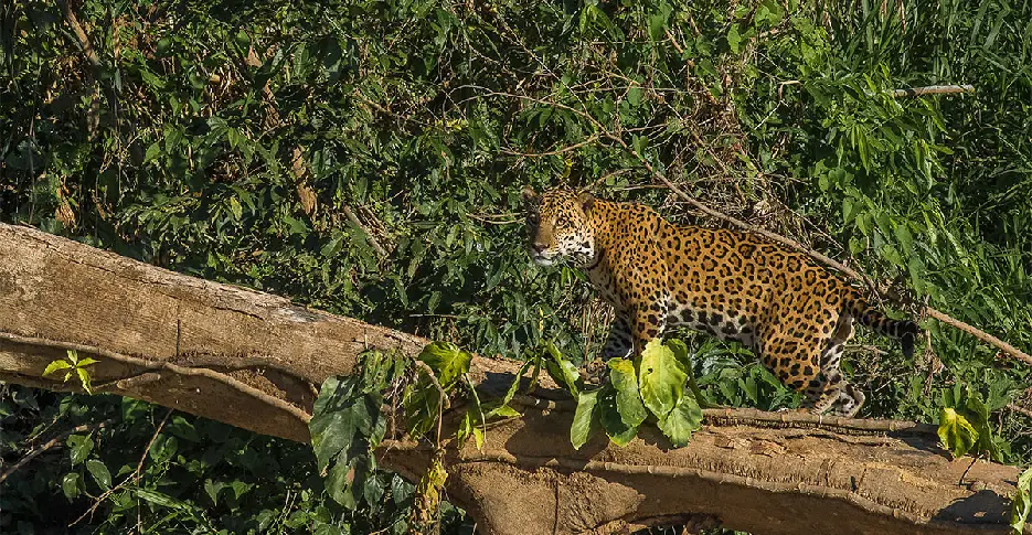 leopardo en la reserva nacional de paracas selva peruana