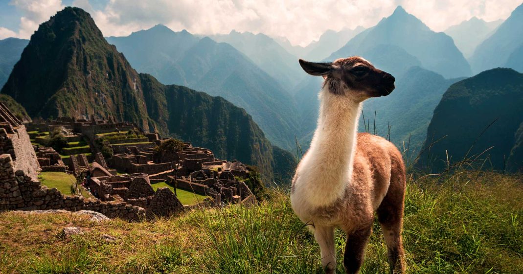 llama en machu picchu