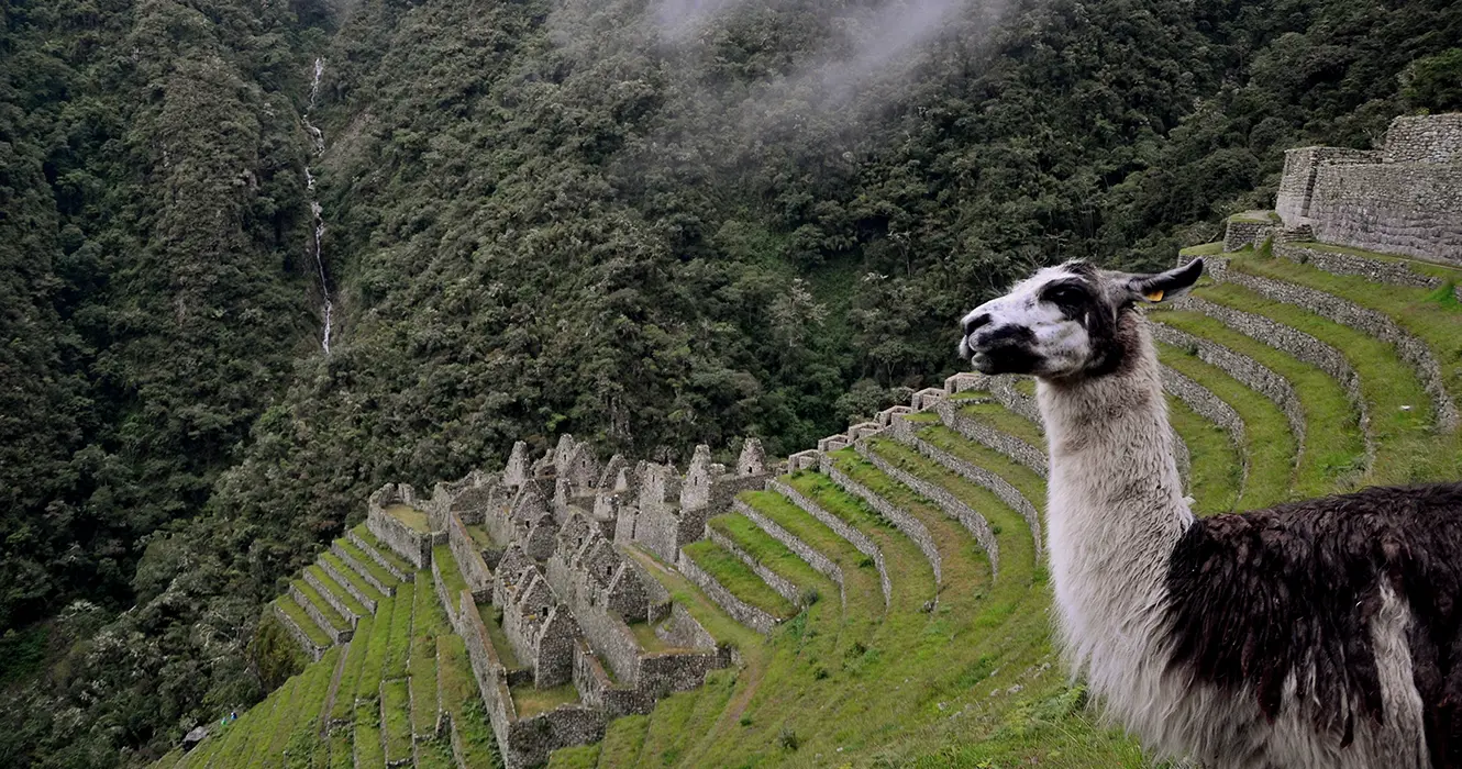 Una llama en el sitio arqueológico de wyñaywayna en el camino inca para Machu Picchu, rodeado de árboles y andenes llenos de vegetación