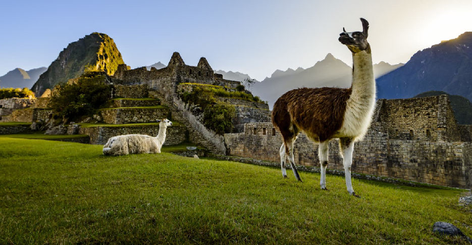 llamas en el Valle sagrado y machu picchu