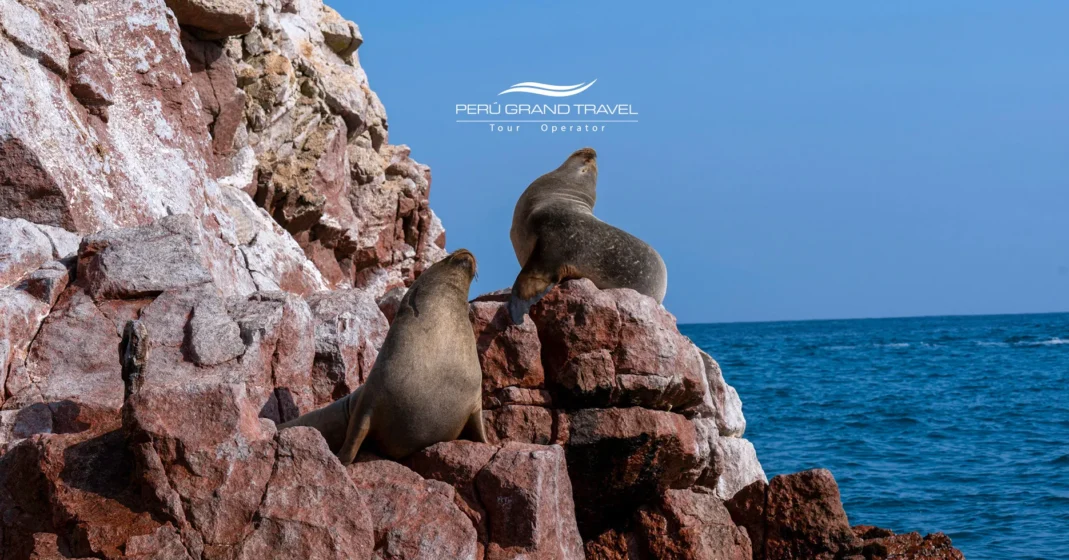 7 actividades que se puede hacer en Paracas, Peru 5 lobos marino en la reserva nacional de parajas islas ballestas