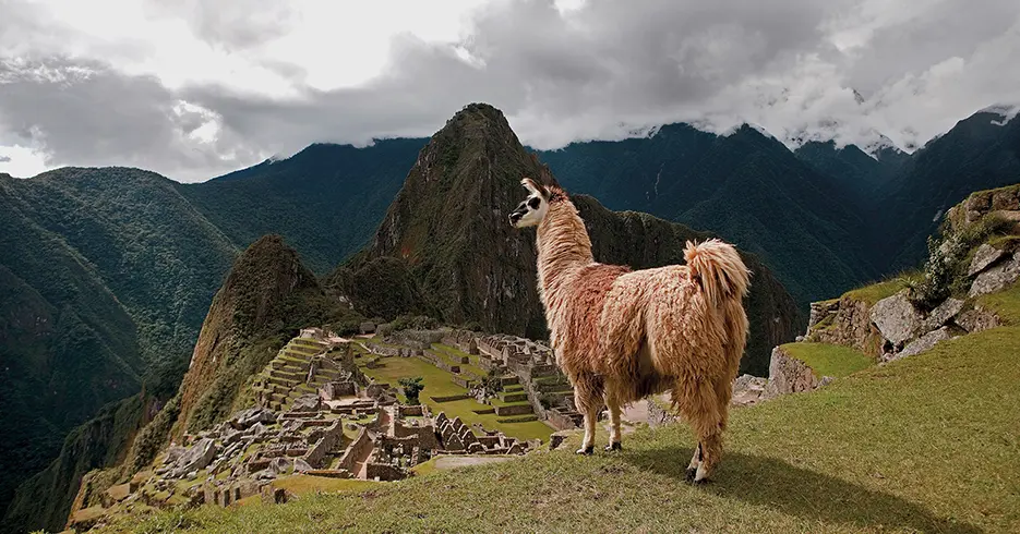 Una llama color marrón y beige viendo Machu Picchu de fondo rodeado de montañas sobre uno de los andenes de Machu Picchu