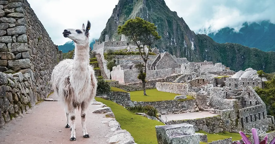 Espacios arqueológicos de Machu Picchu, con espacios verdes y una llama por los caminos de Machu Picchu y posando a la cámara