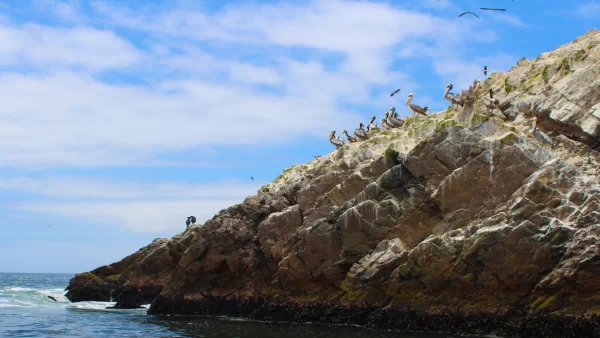 paracas-peru