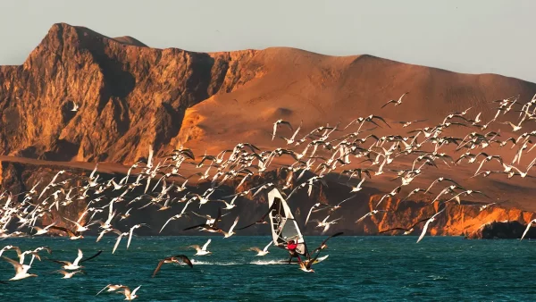 Paisaje de paracas con pelicanos volando alrededor de una persona haciendo el deporte de Windsurfing