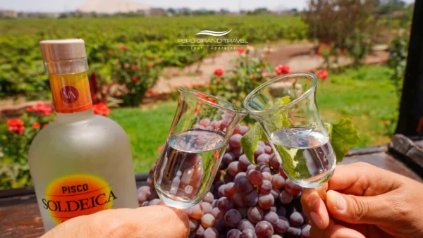 portada, pisco peruano, variedades de pisco, pisco en peru, brindis pisco