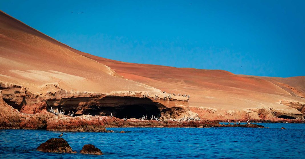 turismo en peru - costa reserva nacional de paracas y las islas ballestas con diferentes tipos de aves a la vista