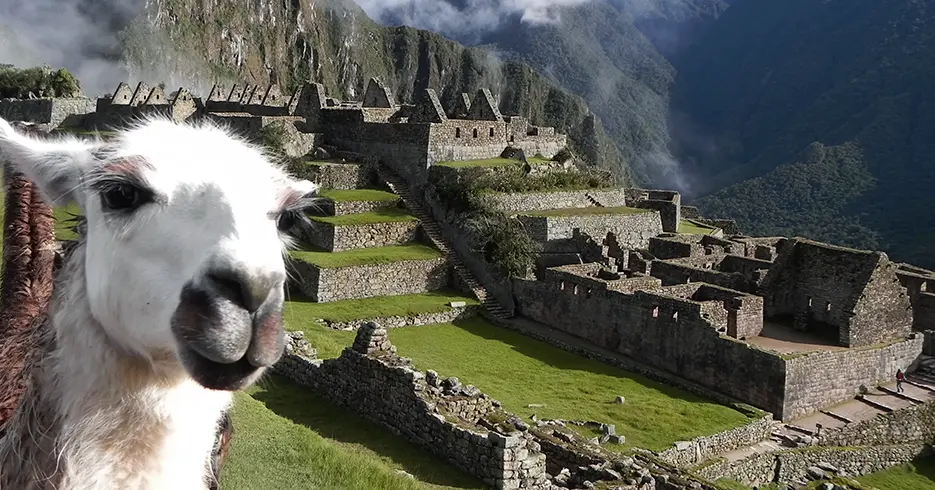una llama en la fotografia y al fondo las construcciones incas