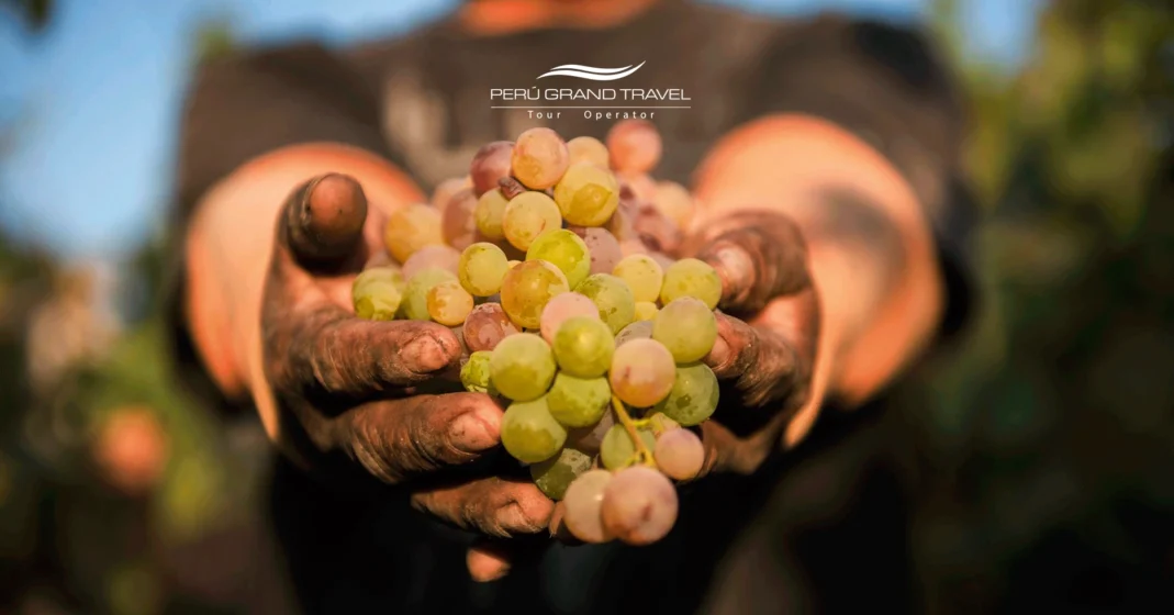 uvas para hacer pisco, tipos de uvas para el pisco, pisco peruano, pisco peruano o chileno