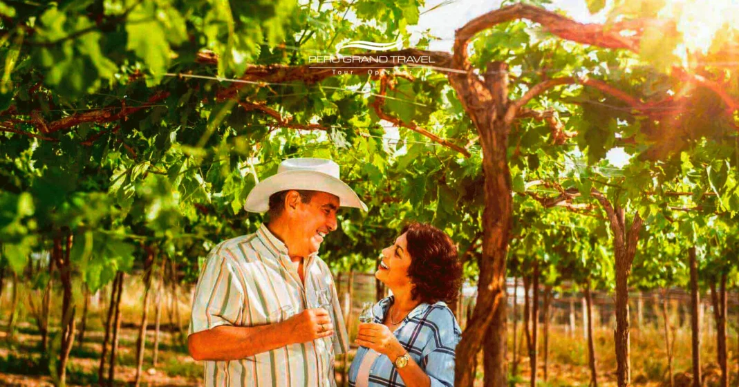 vendimia en ica, pisco peruano, uvas para pisco, turistas en la ruta del pisco
