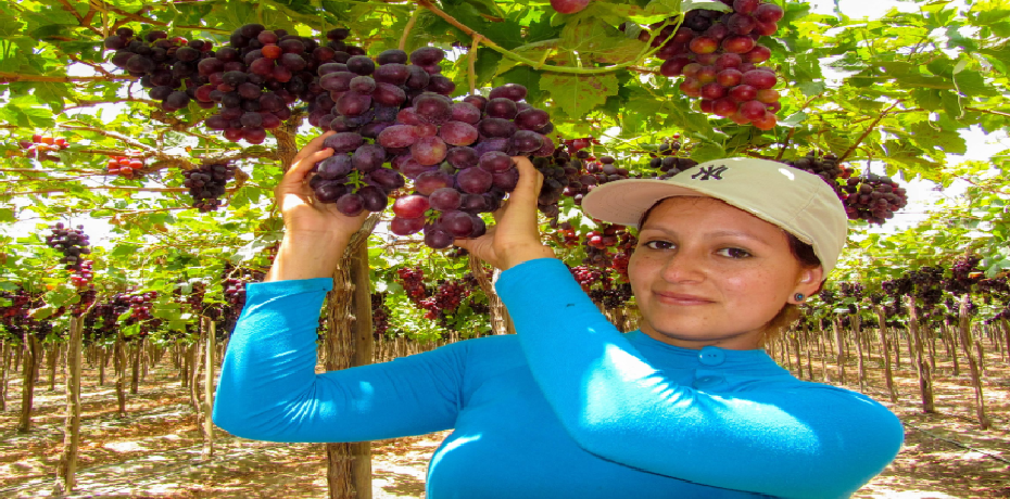 Descubre el Pisco Peruano de Ica: El Espíritu de una Tradición Ancestral 2 vino ica