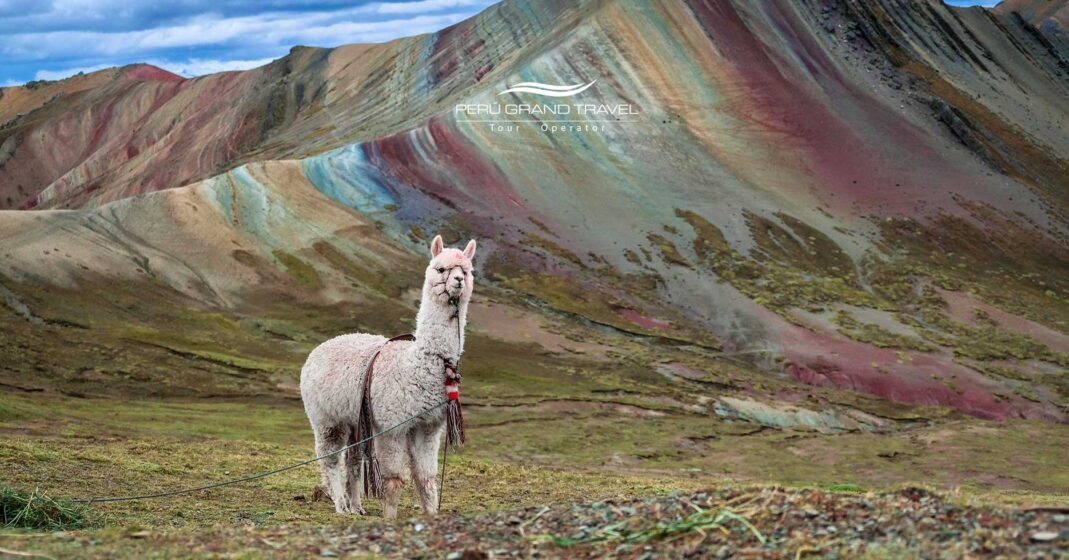 Vista de Palccoyo en Cusco Perú, la montaña de colores con alpaca en primer plano