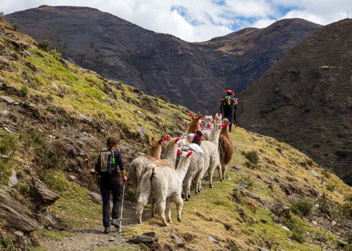 Llamas en el Camino Lares con Turistas