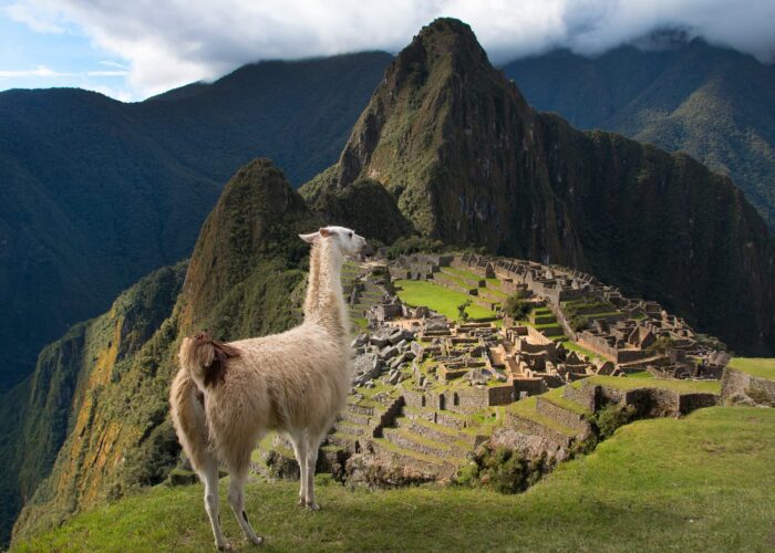 Una llama en Machu Picchu