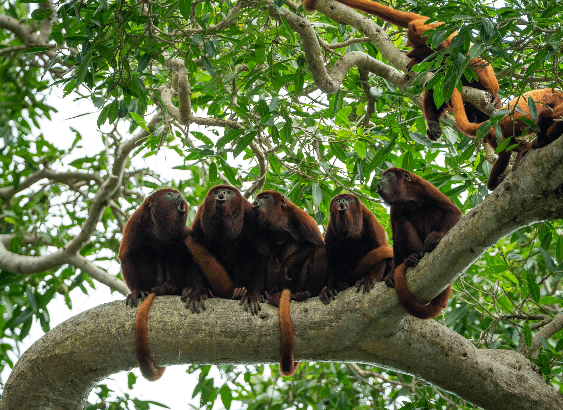 Monos en la selva Peruana